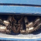 Imagen para el artículo titulado La foto viral de esta araña escondida en la manilla del coche no es Photoshop. Es Australia